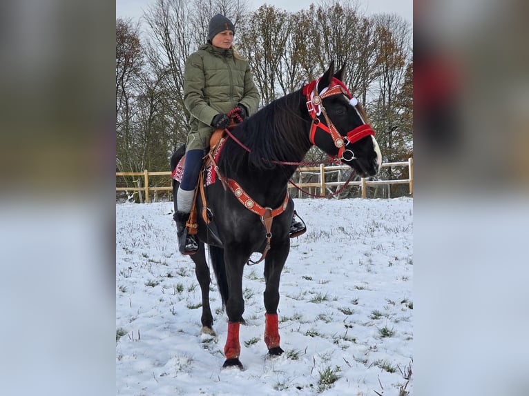 Andra varmblod Valack 10 år 162 cm Svart in Linkenbach