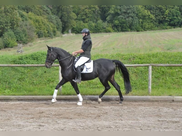 Andra varmblod Valack 11 år 167 cm Rökfärgad svart in Wellheim