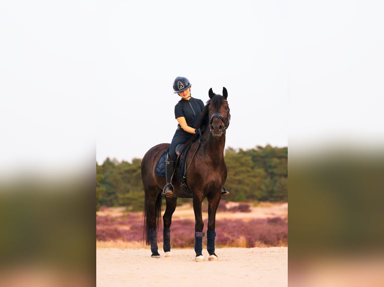 Andra varmblod Valack 12 år 145 cm Mörkbrun in Blaricum