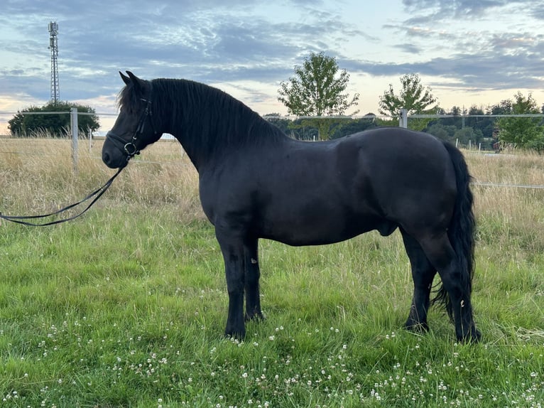 Andra varmblod Blandning Valack 12 år 160 cm Svart in Heistenbach