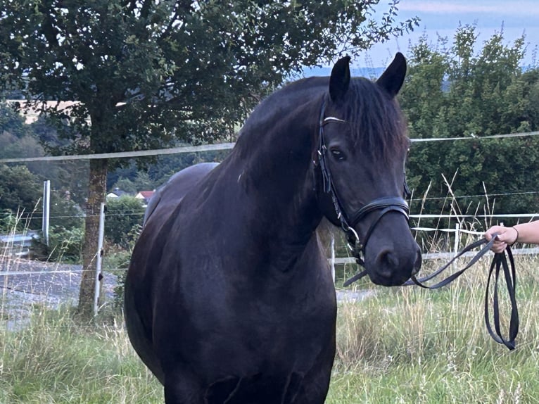 Andra varmblod Blandning Valack 12 år 160 cm Svart in Heistenbach