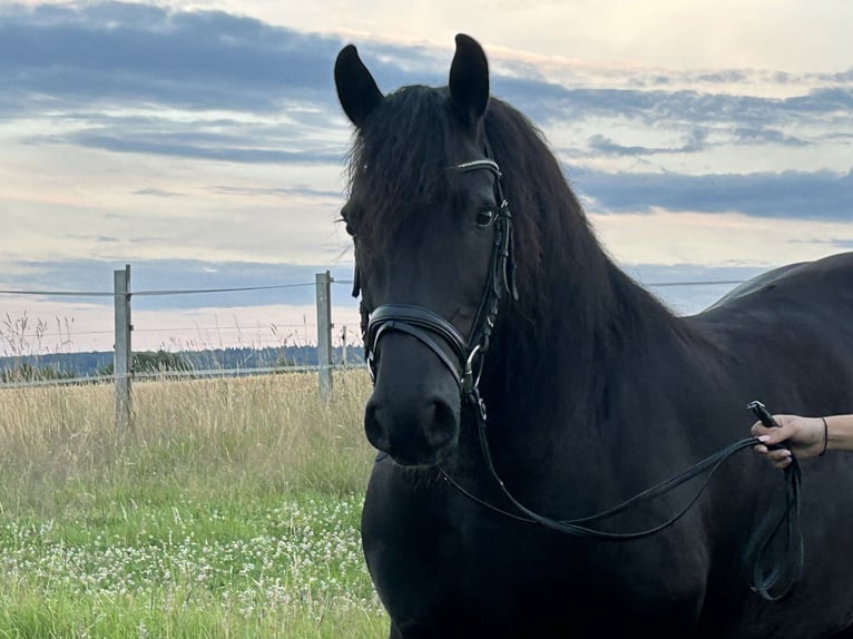 Andra varmblod Blandning Valack 12 år 160 cm Svart in Heistenbach