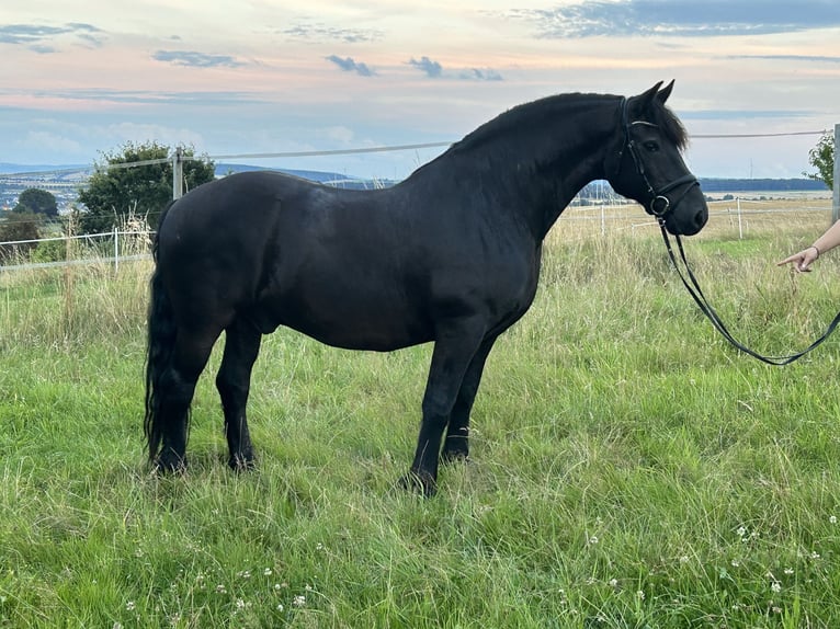 Andra varmblod Blandning Valack 12 år 160 cm Svart in Heistenbach