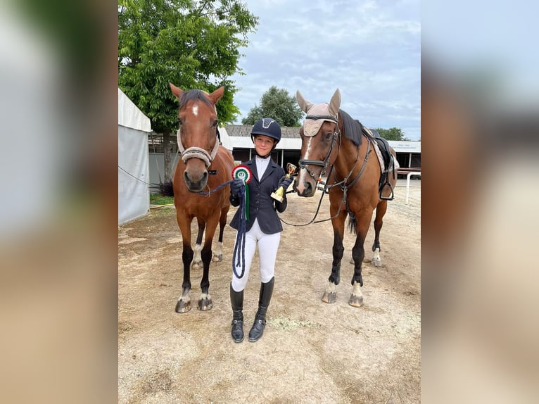 Andra varmblod Valack 12 år 168 cm Brun in Schattendorf