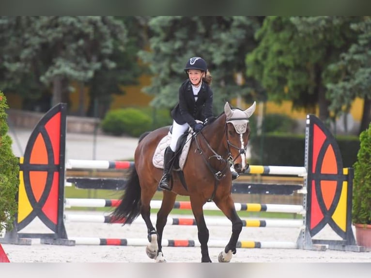 Andra varmblod Valack 12 år 168 cm Brun in Schattendorf