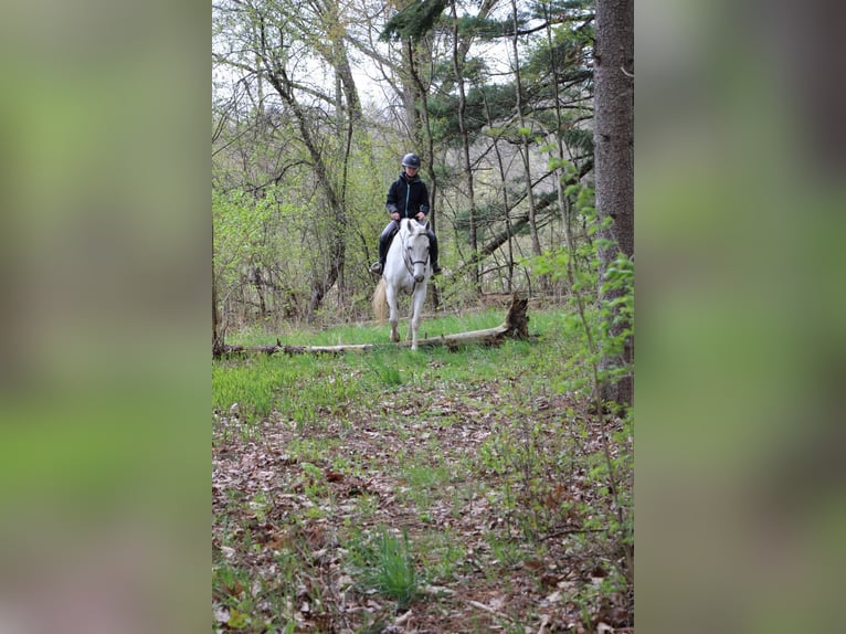 Andra varmblod Valack 14 år 170 cm Grå in Howell MI