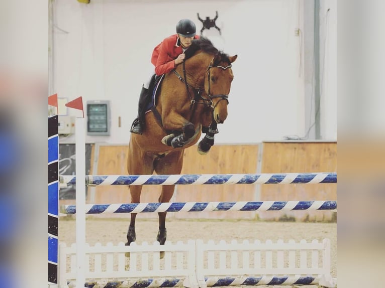 Andra varmblod Valack 14 år 174 cm Brun in Tolkmicko