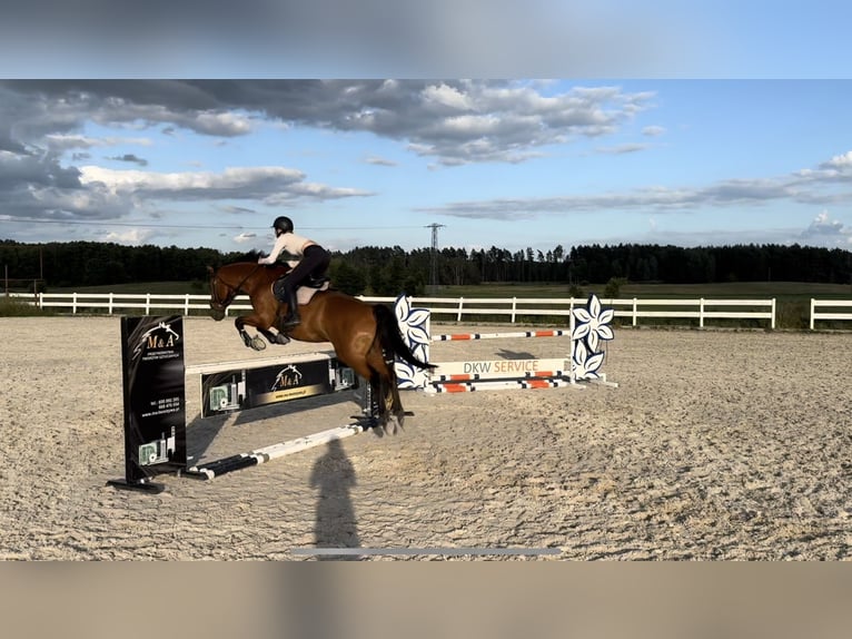 Andra varmblod Valack 14 år 174 cm Brun in Tolkmicko