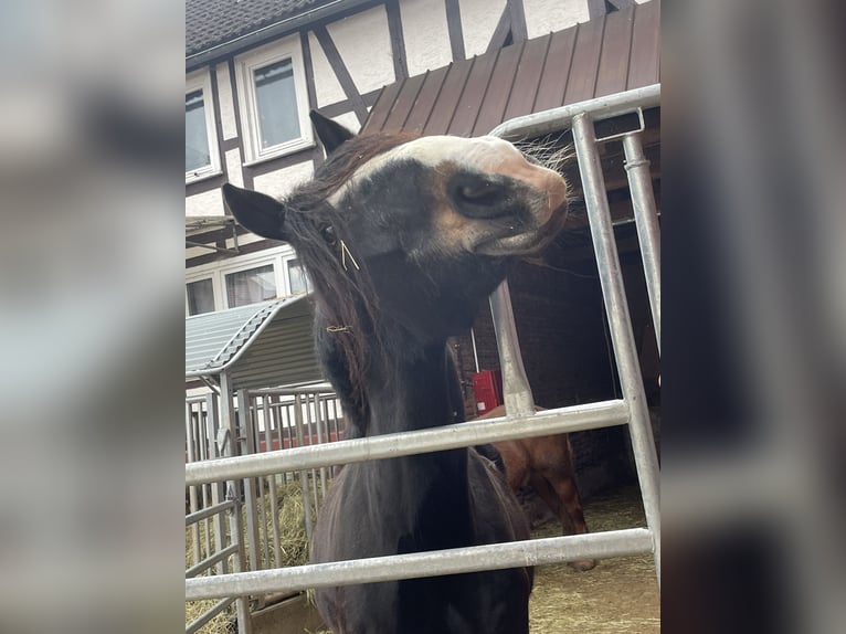 Andra varmblod Blandning Valack 17 år 172 cm Svart in Battenberg (Eder)