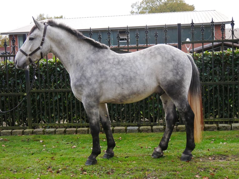 Andra varmblod Blandning Valack 3 år 154 cm in Dorsten