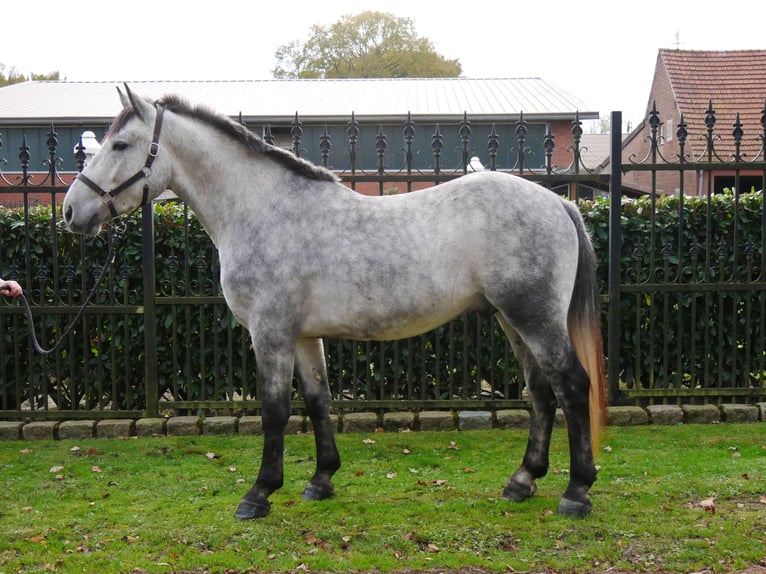 Andra varmblod Blandning Valack 3 år 154 cm in Dorsten