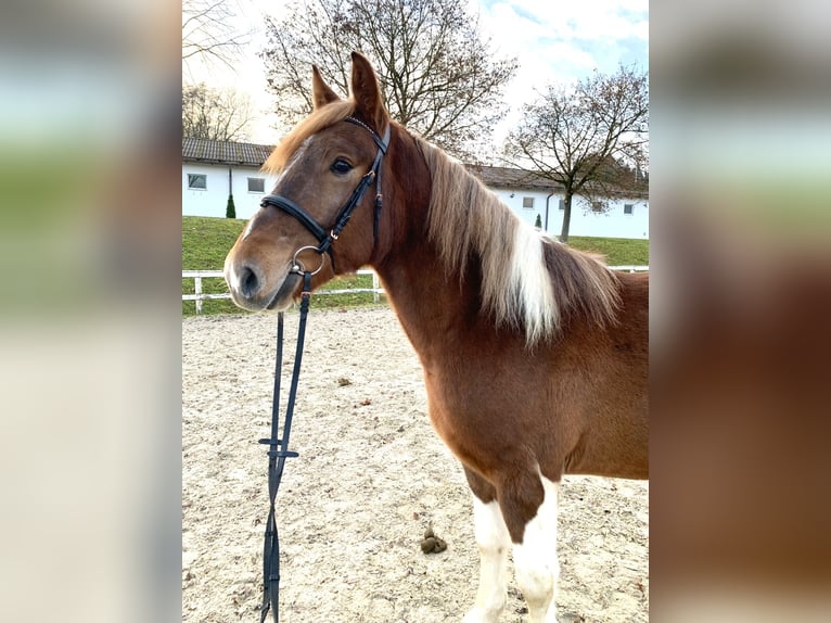 Andra varmblod Blandning Valack 3 år 155 cm Pinto in Ampflwang