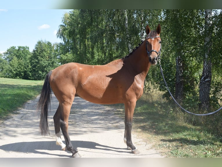 Andra varmblod Blandning Valack 3 år 160 cm Brun in Lepaki Wielkie