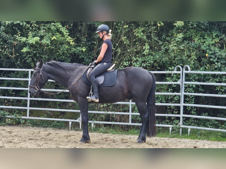 Andra varmblod Blandning Valack 3 år 161 cm Svart in Bad Camberg