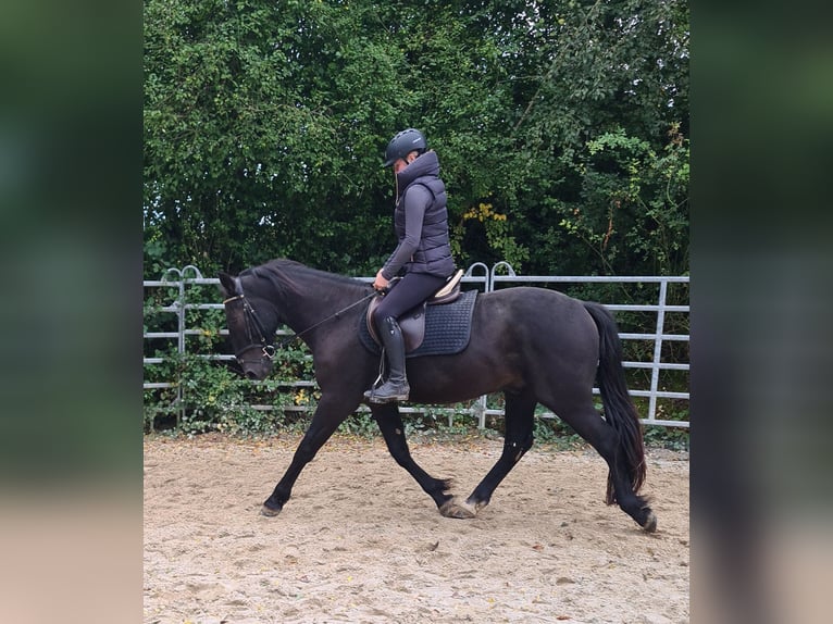 Andra varmblod Blandning Valack 3 år 161 cm Svart in Bad Camberg