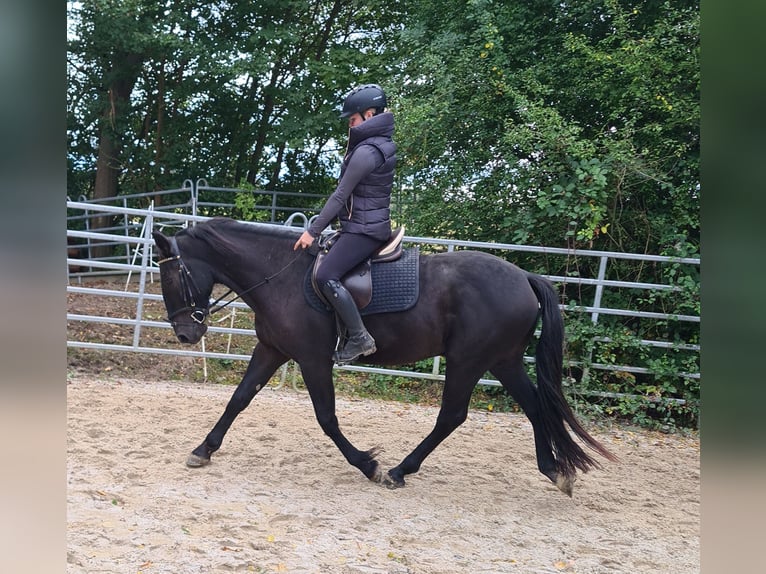 Andra varmblod Blandning Valack 3 år 161 cm Svart in Bad Camberg