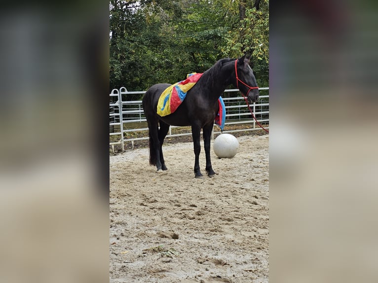 Andra varmblod Blandning Valack 3 år 161 cm Svart in Bad Camberg