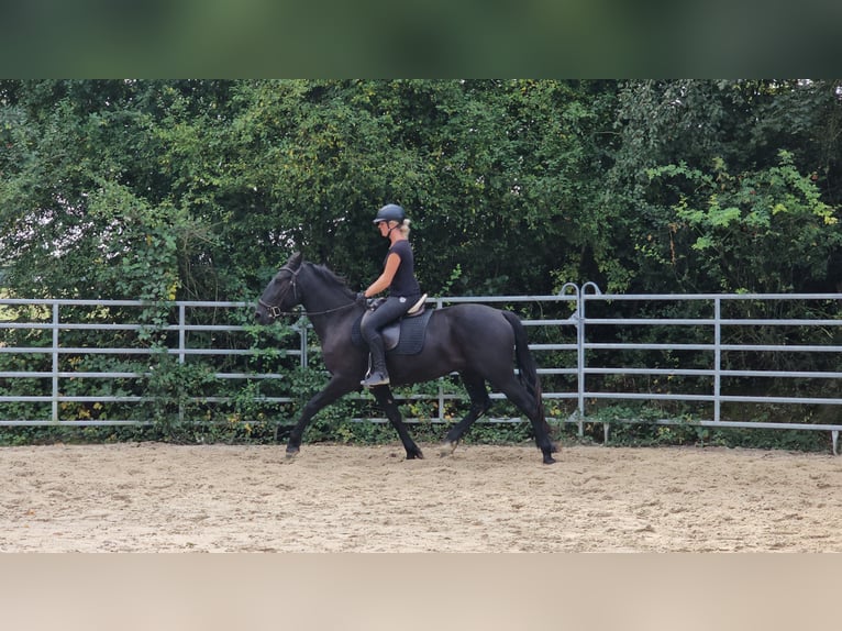 Andra varmblod Blandning Valack 3 år 161 cm Svart in Bad Camberg