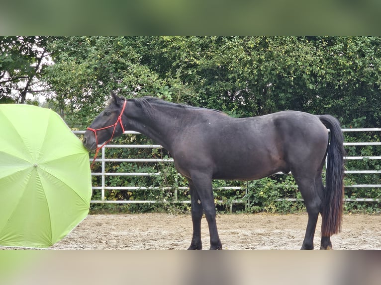 Andra varmblod Blandning Valack 3 år 161 cm Svart in Bad Camberg