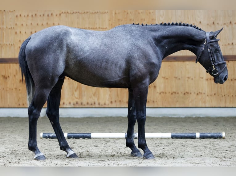 Andra varmblod Valack 3 år 164 cm Grå in Kinrooi