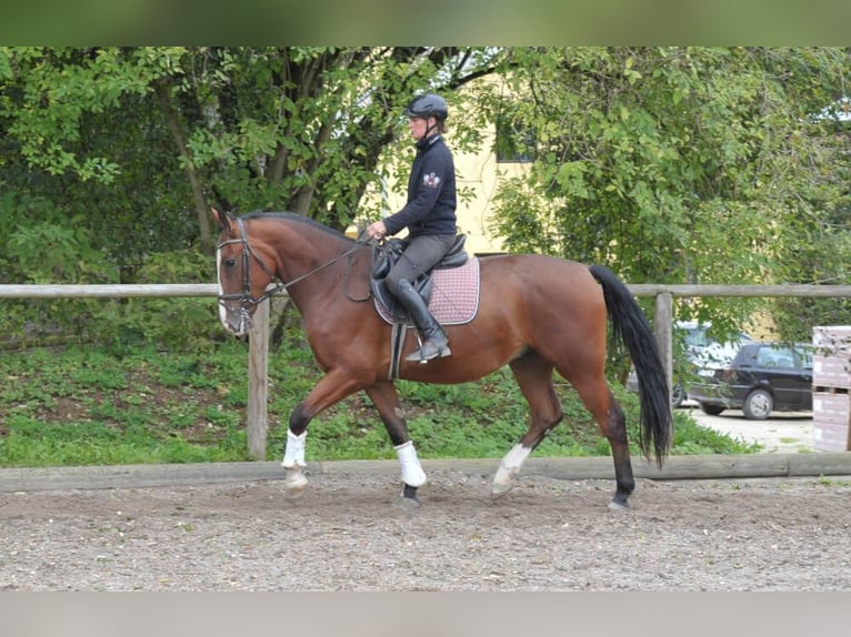 Andra varmblod Valack 3 år 166 cm Brun in Wellheim