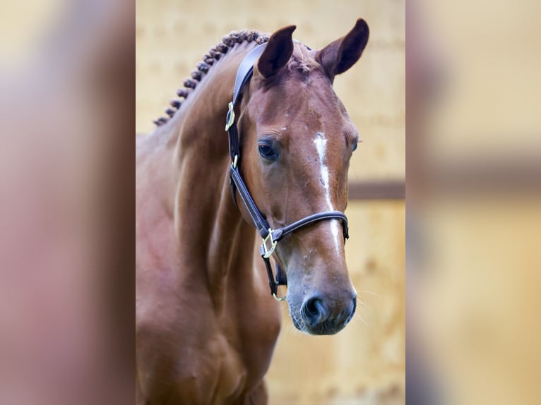 Andra varmblod Valack 3 år 166 cm Brun in Kinrooi