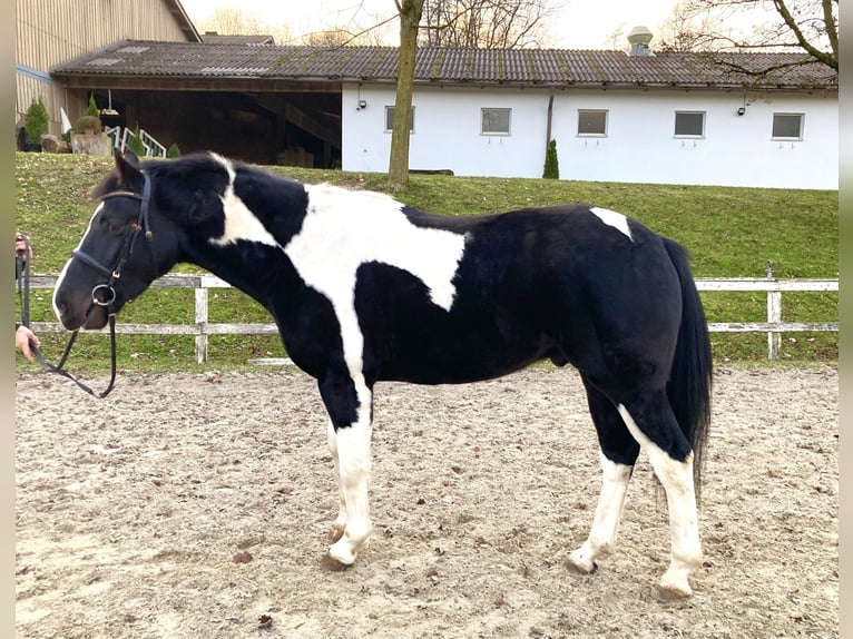 Andra varmblod Valack 4 år 160 cm Pinto in Ampflwang