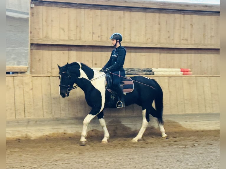 Andra varmblod Valack 4 år 160 cm Pinto in Ampflwang