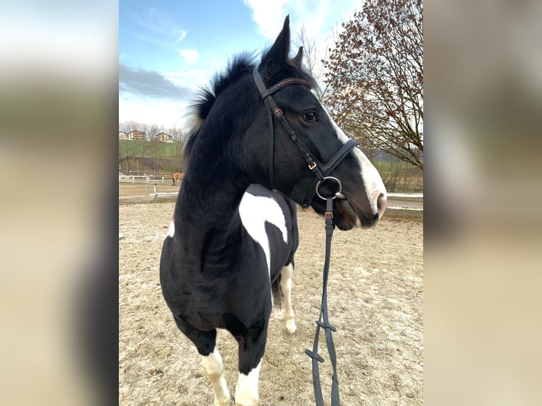 Andra varmblod Valack 4 år 160 cm Pinto in Ampflwang