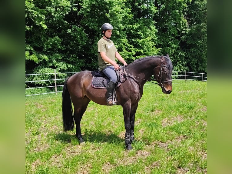 Andra varmblod Valack 4 år 165 cm Mörkbrun in Tillmitsch Rechts der Laßnitz