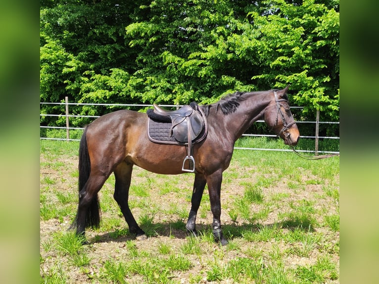 Andra varmblod Valack 4 år 165 cm Mörkbrun in Tillmitsch Rechts der Laßnitz