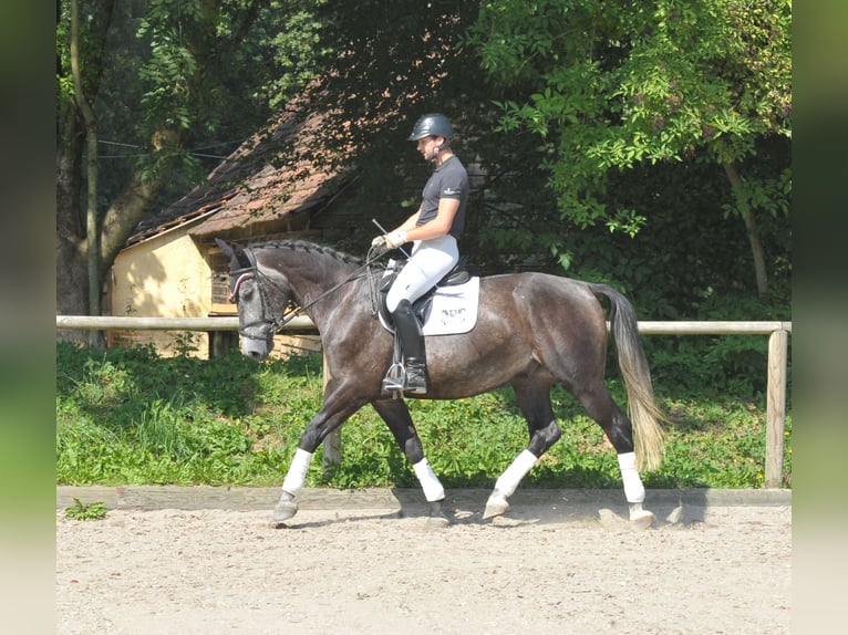 Andra varmblod Valack 4 år 168 cm Grå-blå-brun in Wellheim