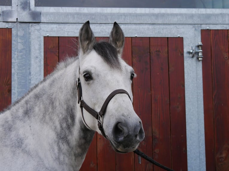 Andra varmblod Blandning Valack 5 år 155 cm in Dorsten