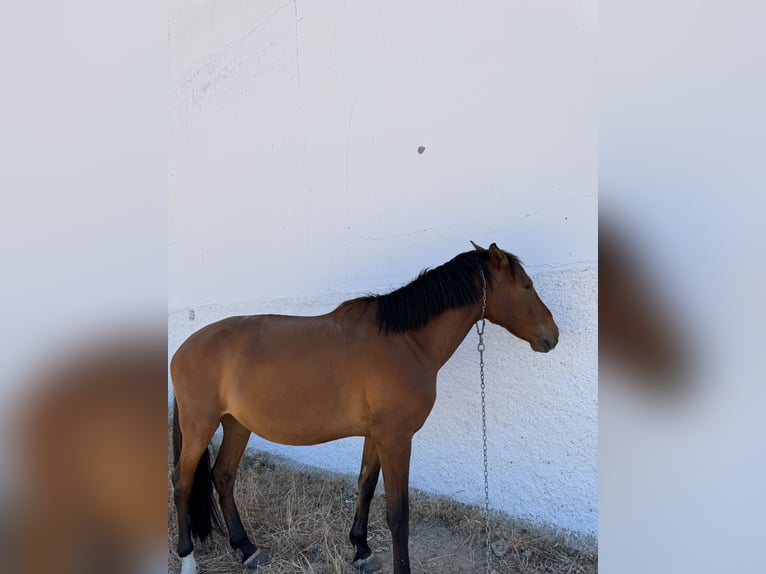 Andra varmblod Valack 5 år 160 cm Ljusbrun in Ribera Del Fresno