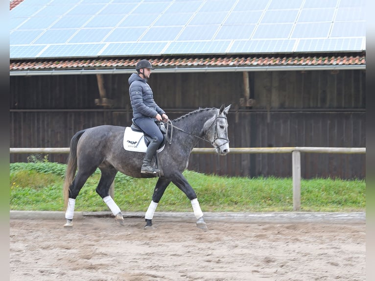 Andra varmblod Valack 5 år 168 cm Grå-blå-brun in Wellheim