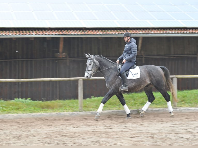 Andra varmblod Valack 5 år 168 cm Grå-blå-brun in Wellheim