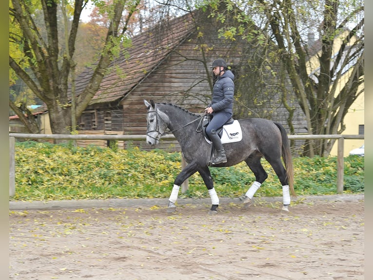 Andra varmblod Valack 5 år 168 cm Grå-blå-brun in Wellheim