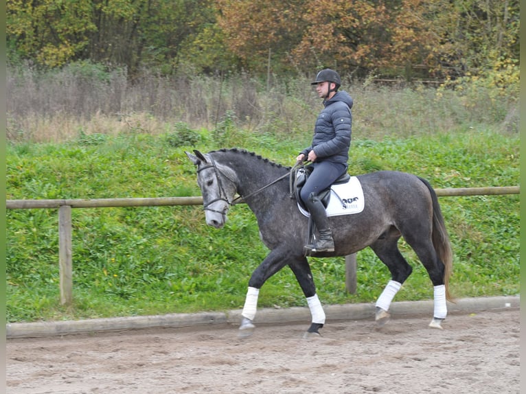 Andra varmblod Valack 5 år 168 cm Grå-blå-brun in Wellheim