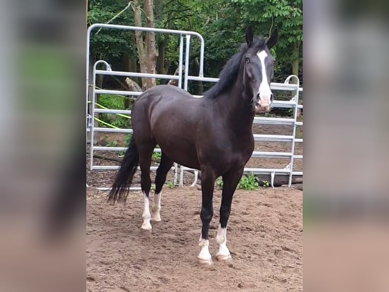 Andra varmblod Valack 6 år 146 cm Rökfärgad svart in Schönwölkau