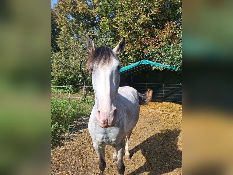 Andra varmblod Blandning Valack 6 år 150 cm Pinto in Alsbach-Hähnlein