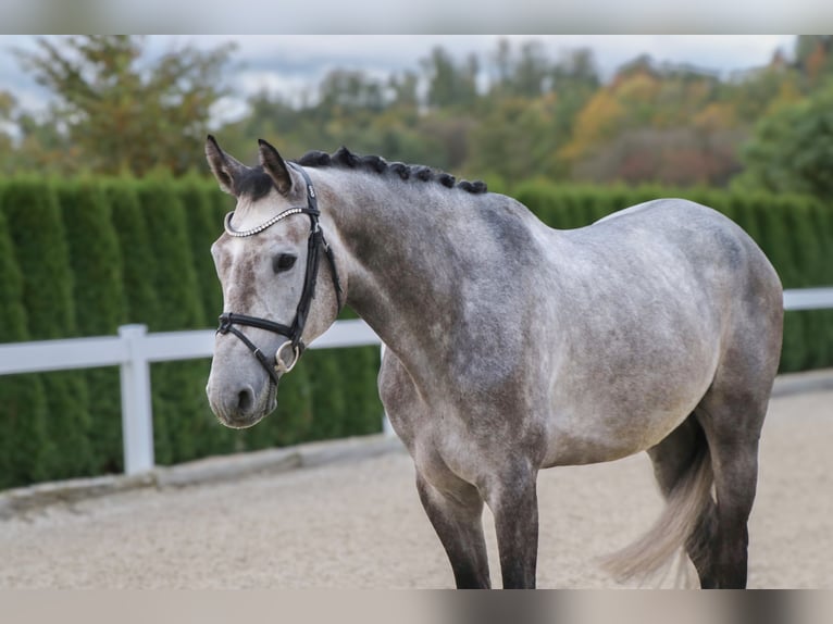 Andra varmblod Valack 6 år 166 cm Grå-mörk-brun in Schwäbisch Hall