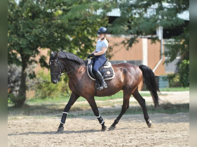 Andra varmblod Valack 6 år 166 cm Mörkbrun in Schattendorf