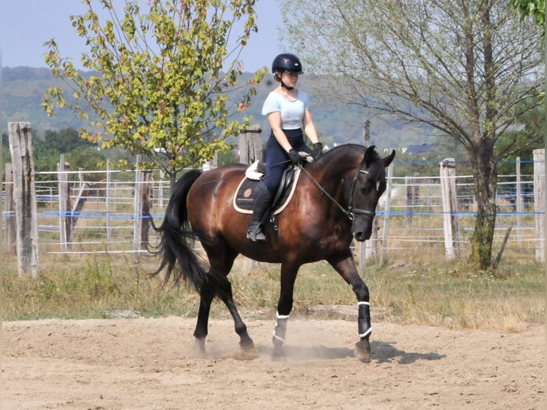 Andra varmblod Valack 6 år 166 cm Mörkbrun in Schattendorf