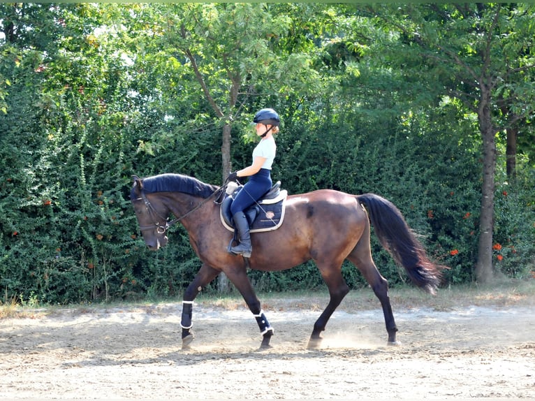 Andra varmblod Valack 6 år 166 cm Mörkbrun in Schattendorf