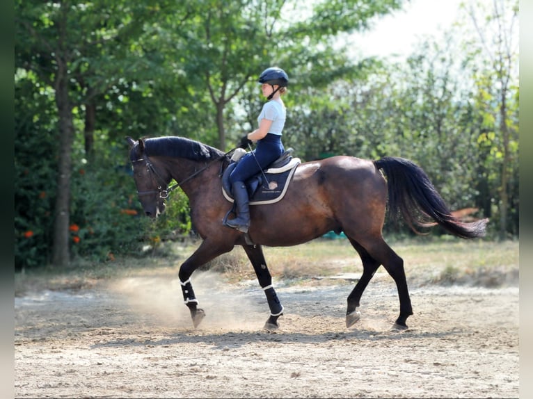 Andra varmblod Valack 6 år 166 cm Mörkbrun in Schattendorf