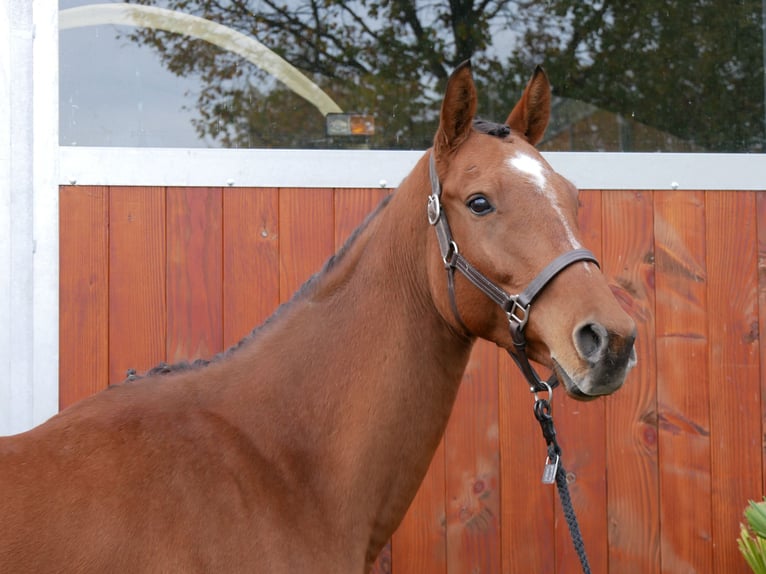 Andra varmblod Valack 6 år 168 cm in Dorsten