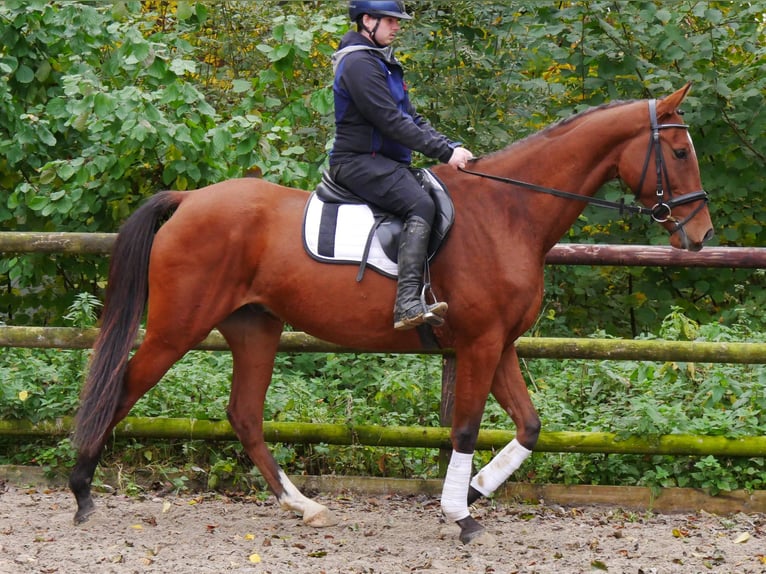 Andra varmblod Valack 6 år 168 cm in Dorsten