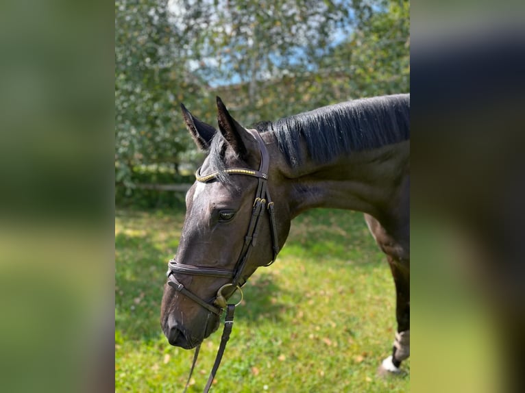 Andra varmblod Valack 6 år 169 cm Mörkbrun in Suhlendorf