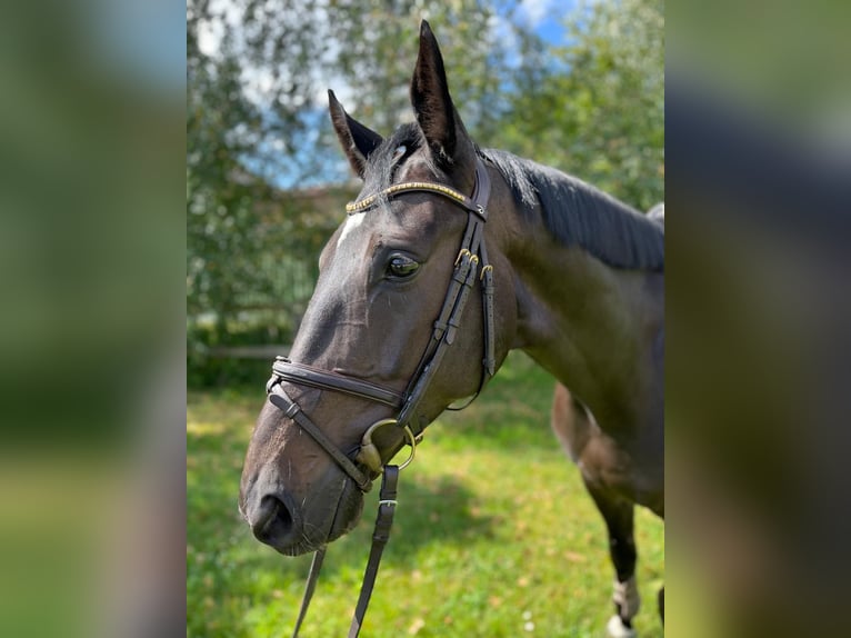 Andra varmblod Valack 6 år 169 cm Mörkbrun in Suhlendorf