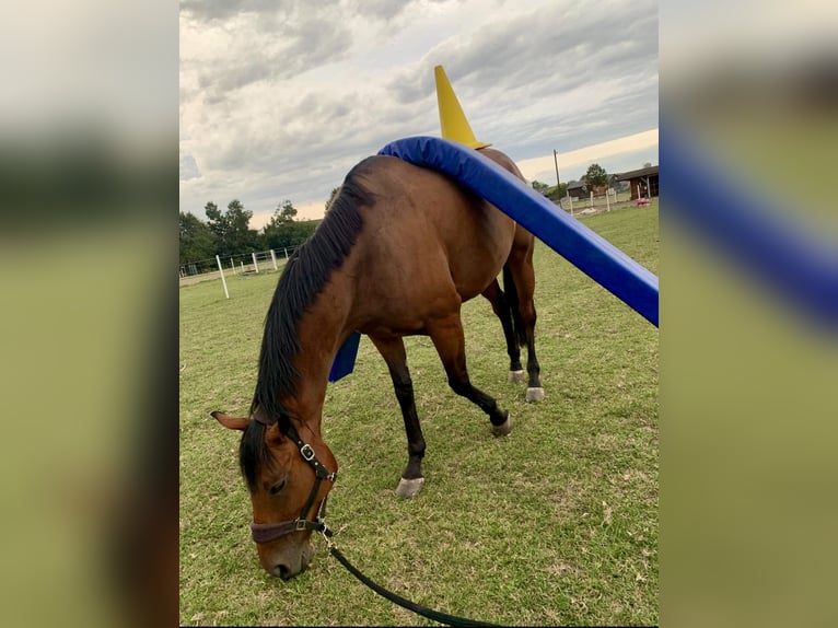 Andra varmblod Valack 7 år 163 cm Brun in Pelmberg